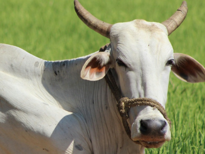 Baba Redikar Go Geeta Seva Sanstha Logo